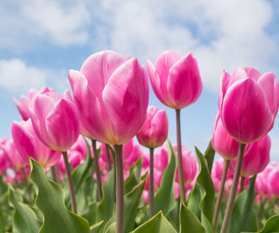 Tulips for web