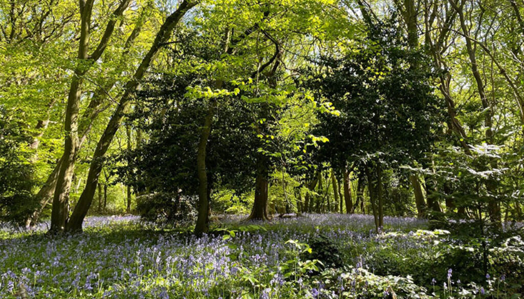 Highgate Wood for web