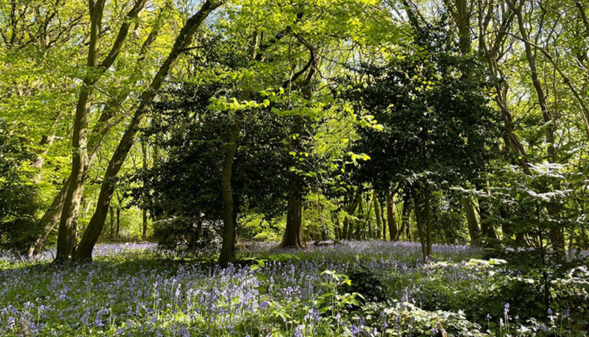 Highgate Wood for web