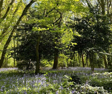 Highgate Wood for web