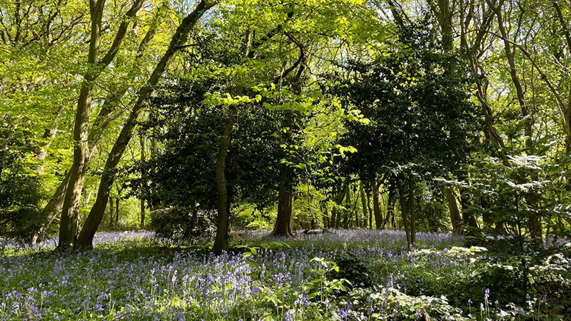 Highgate Wood for web