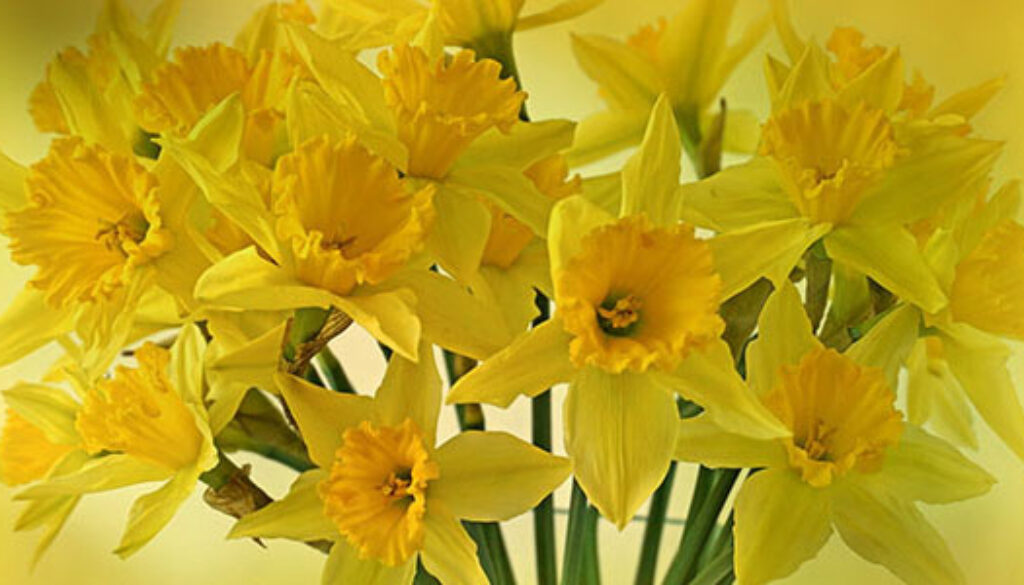 Daffodils for webjpg