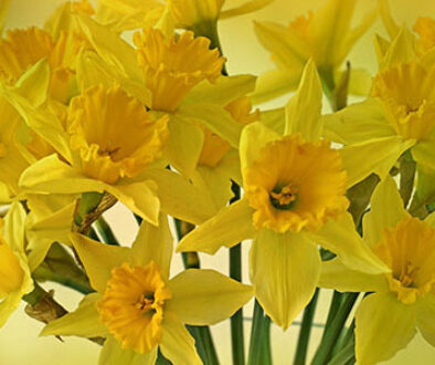 Daffodils for webjpg
