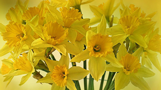 Daffodils for webjpg