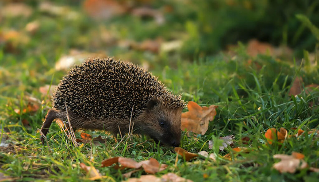 hedgehog for web