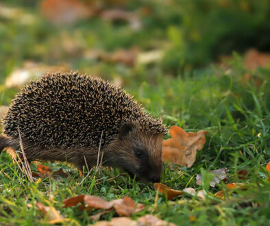 hedgehog for web