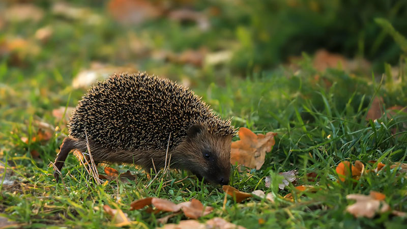 hedgehog for web